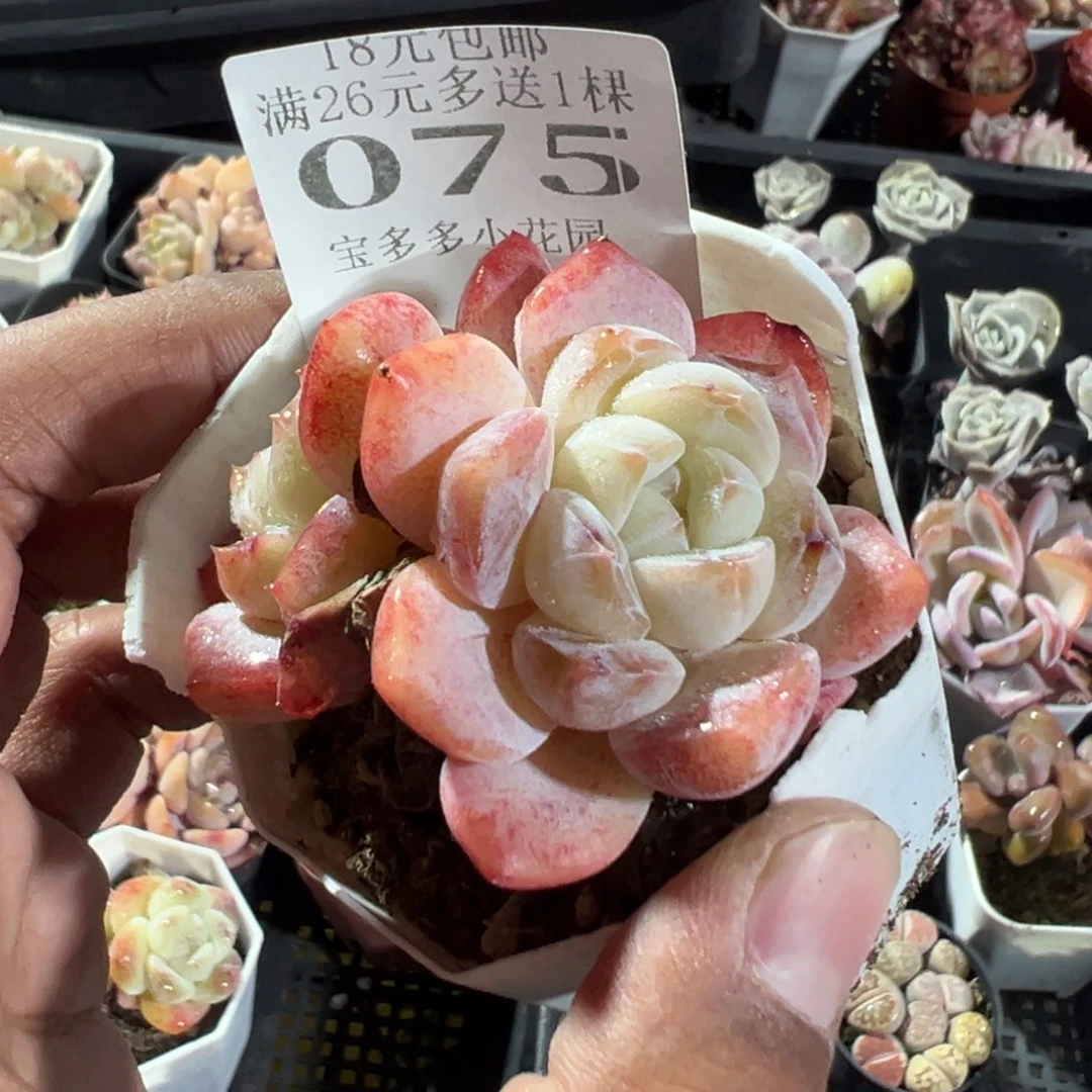 075号双头厚梦一物一拍满18包邮