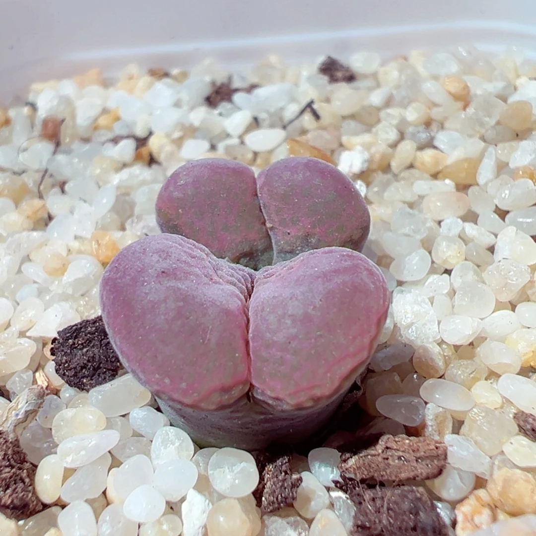 923-601多肉多肉红风铃