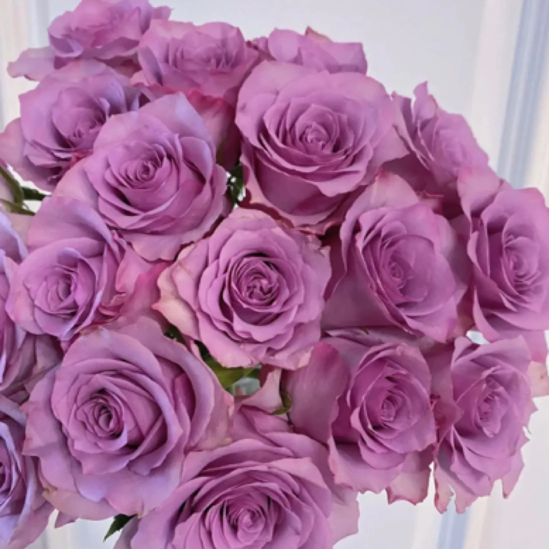 『紫霞仙子10支』家居养花 单头玫瑰全场任意满两单及以上鲜花包邮