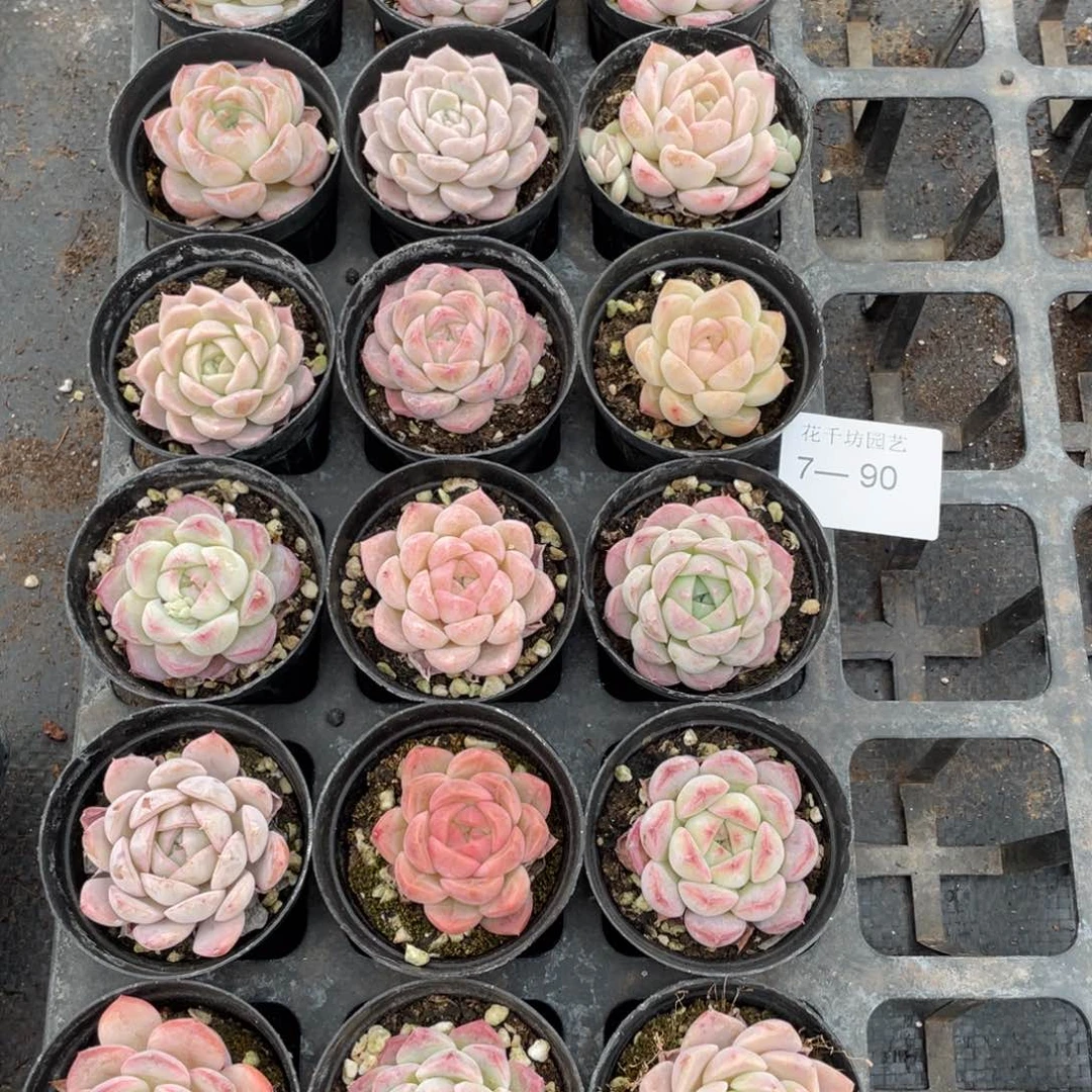 +**～一物一拍18棵7-90