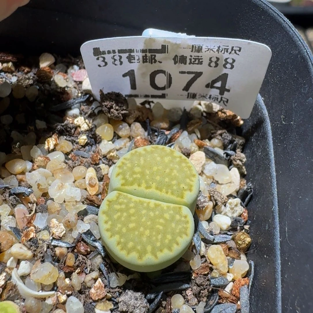 Ssss精品生石花1074