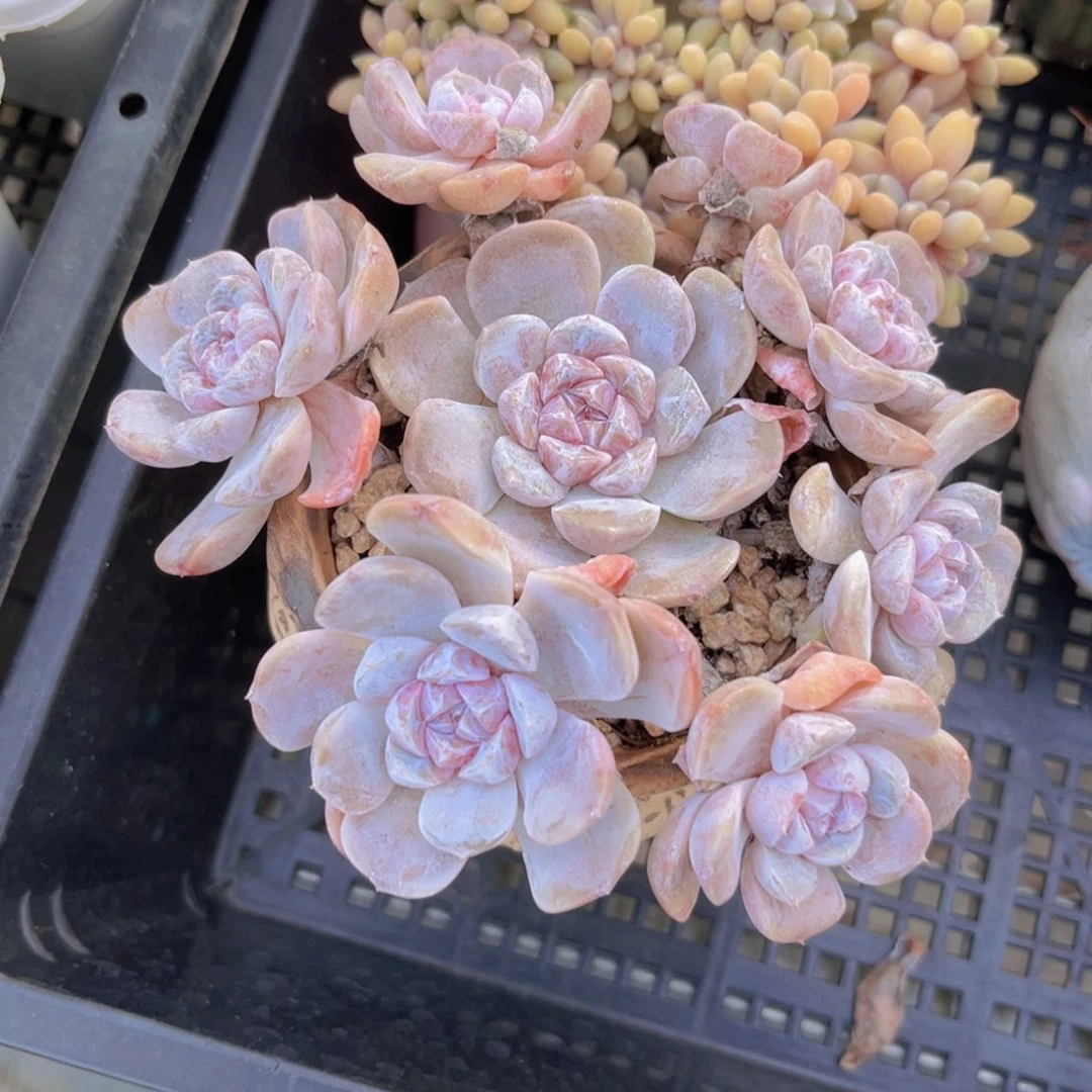 汉堡12公分999988