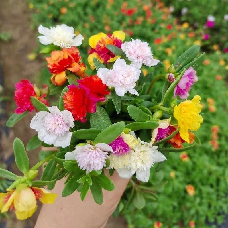 带花苞重楼马齿苋无根枝条幼儿园花草