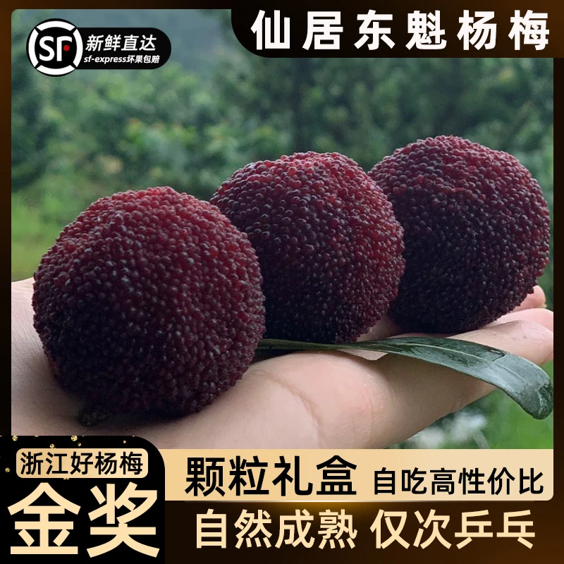 顺丰高山仙居东魁杨梅新鲜当季现摘孕妇水果东魁颗粒礼盒装