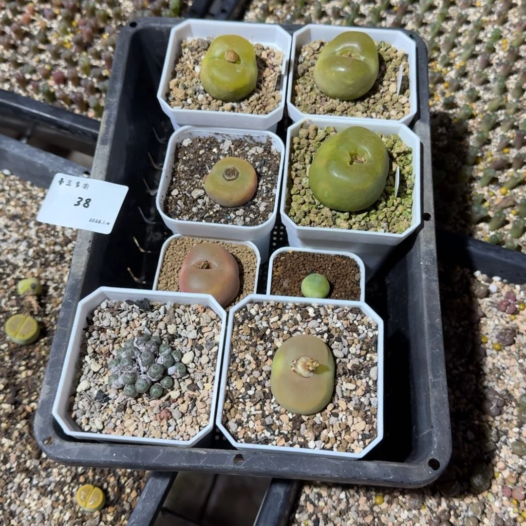 菠***长多肉多肉多肉1.4-038