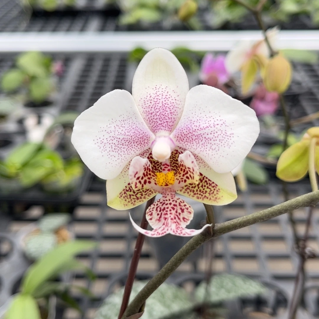 完全开放2.5寸西交白开花株