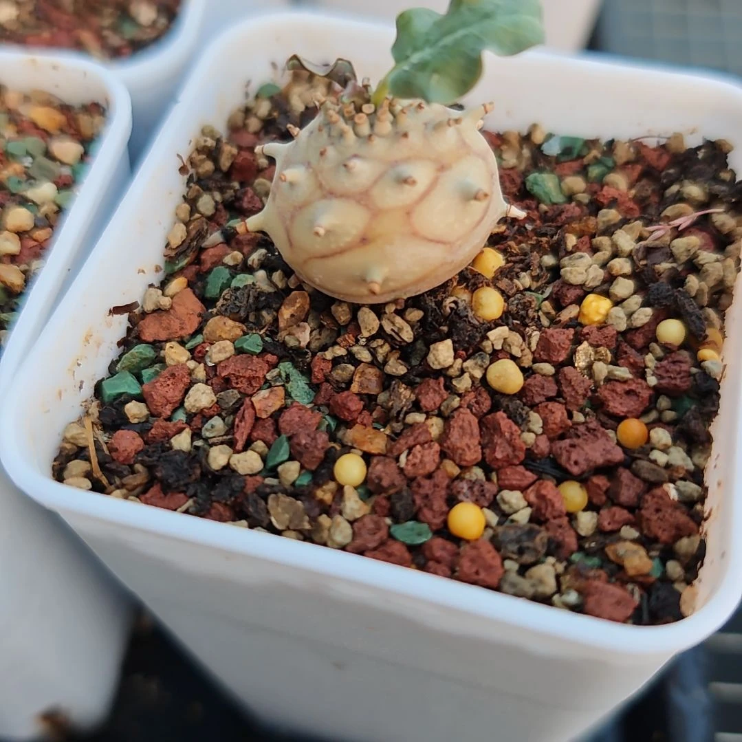 羊玉大戟多肉植物一个