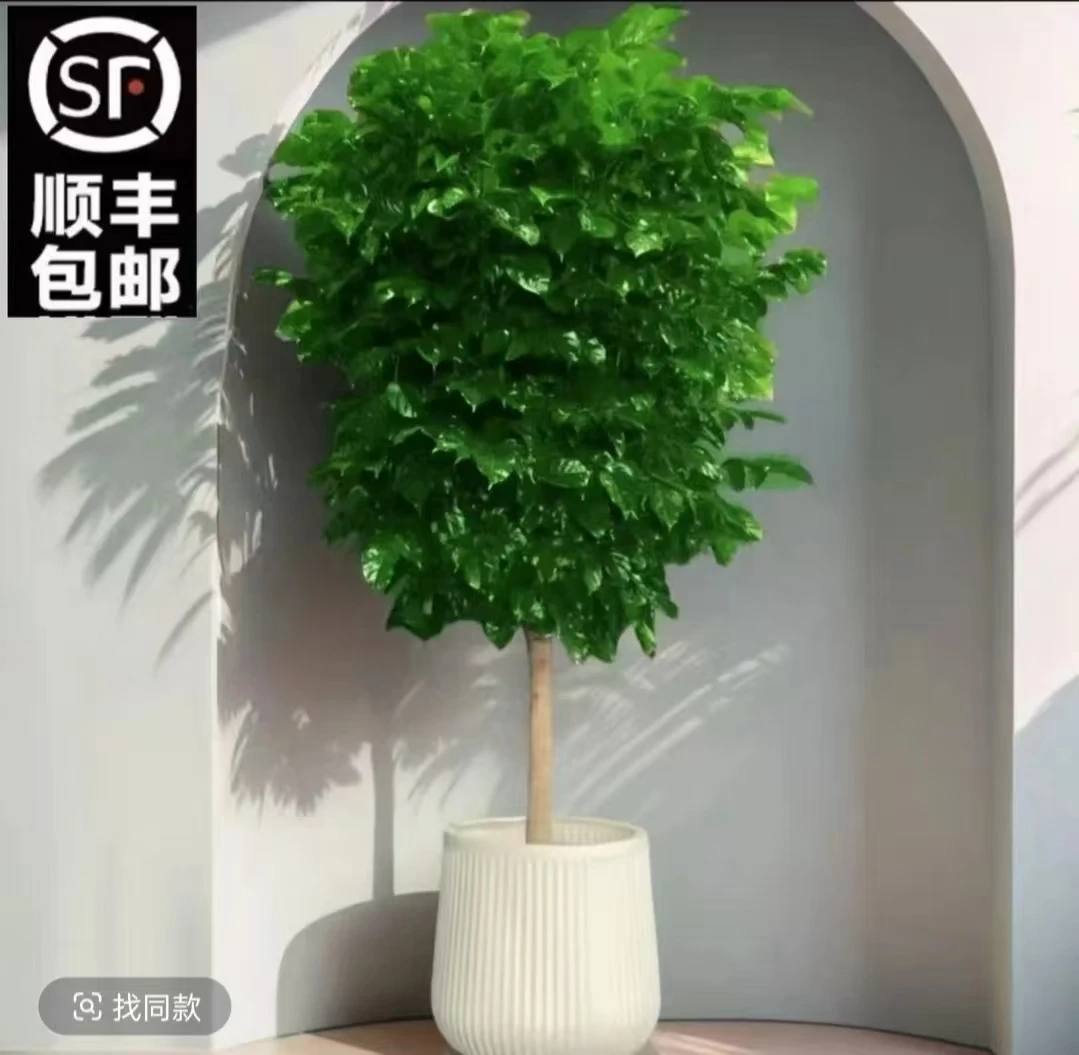 【顺丰/京东包邮】1.4-1.6米不砍根控根单杠幸福树净化空气四季常青