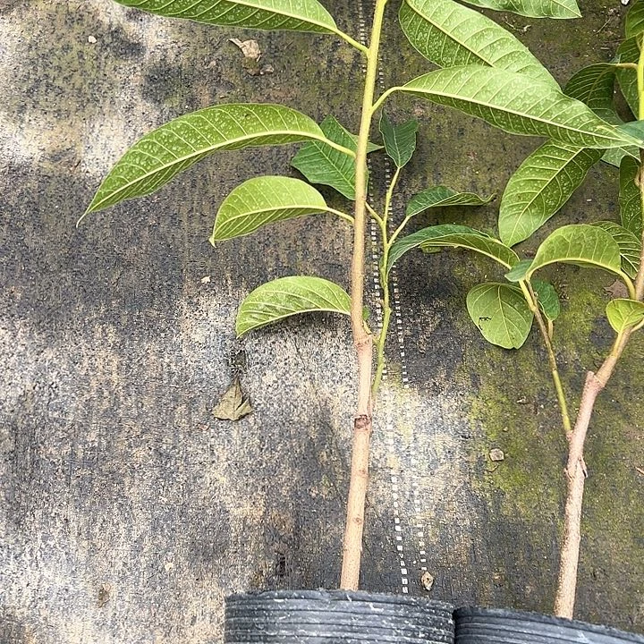 用***8天使4805389668999