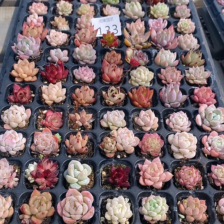 133 多肉植物盆栽花卉植物
