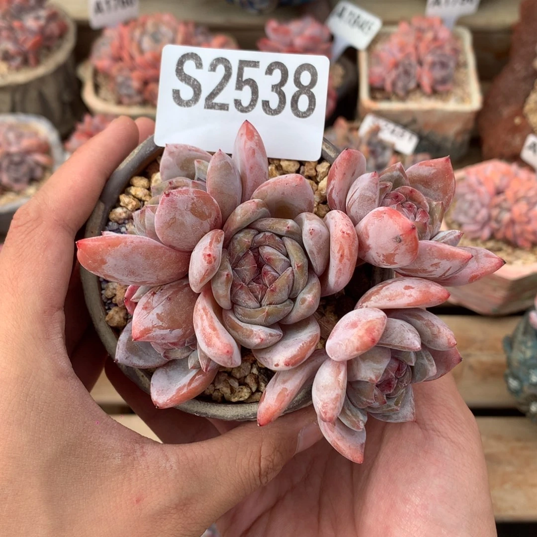 Y*S2538 星影飘枝 有砍 9.5cm