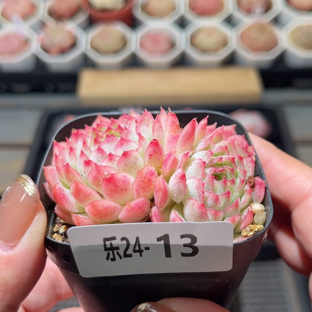 乐24-13 牛奶草莓