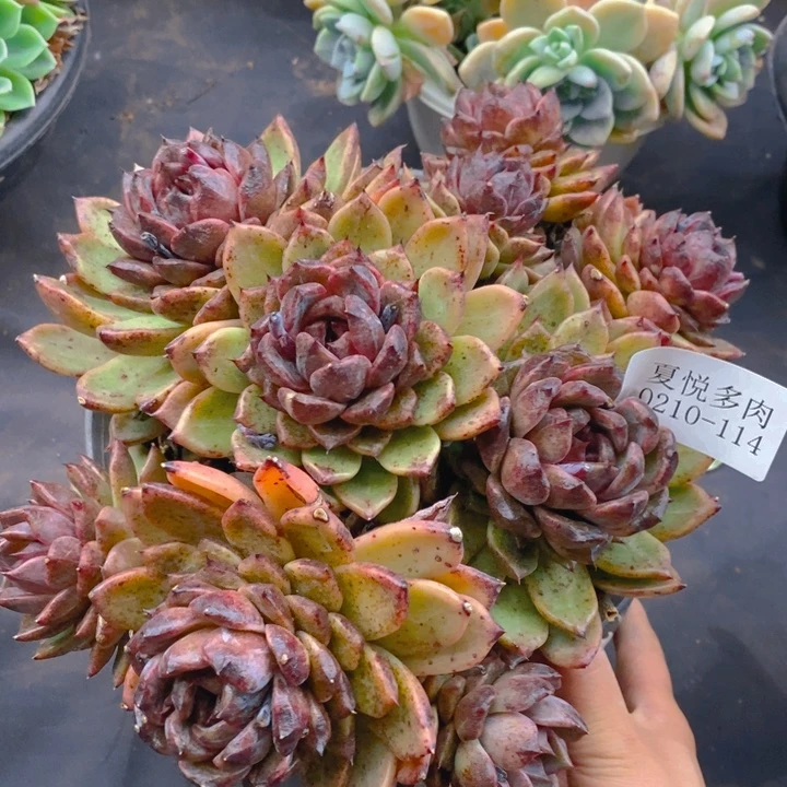 夏悦多肉0210-114紫水晶