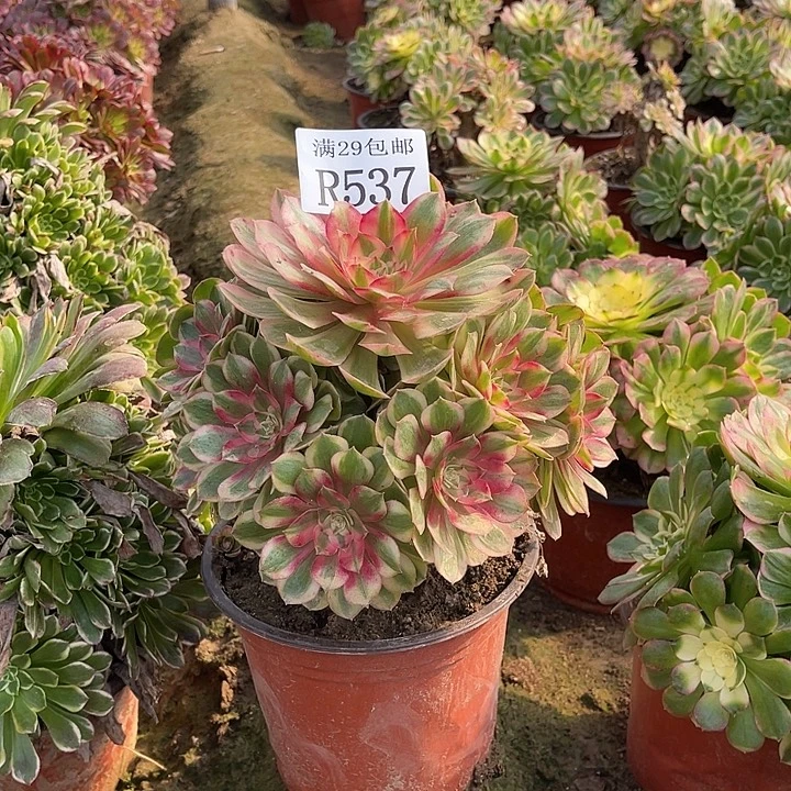 537半糖荔枝多肉植物