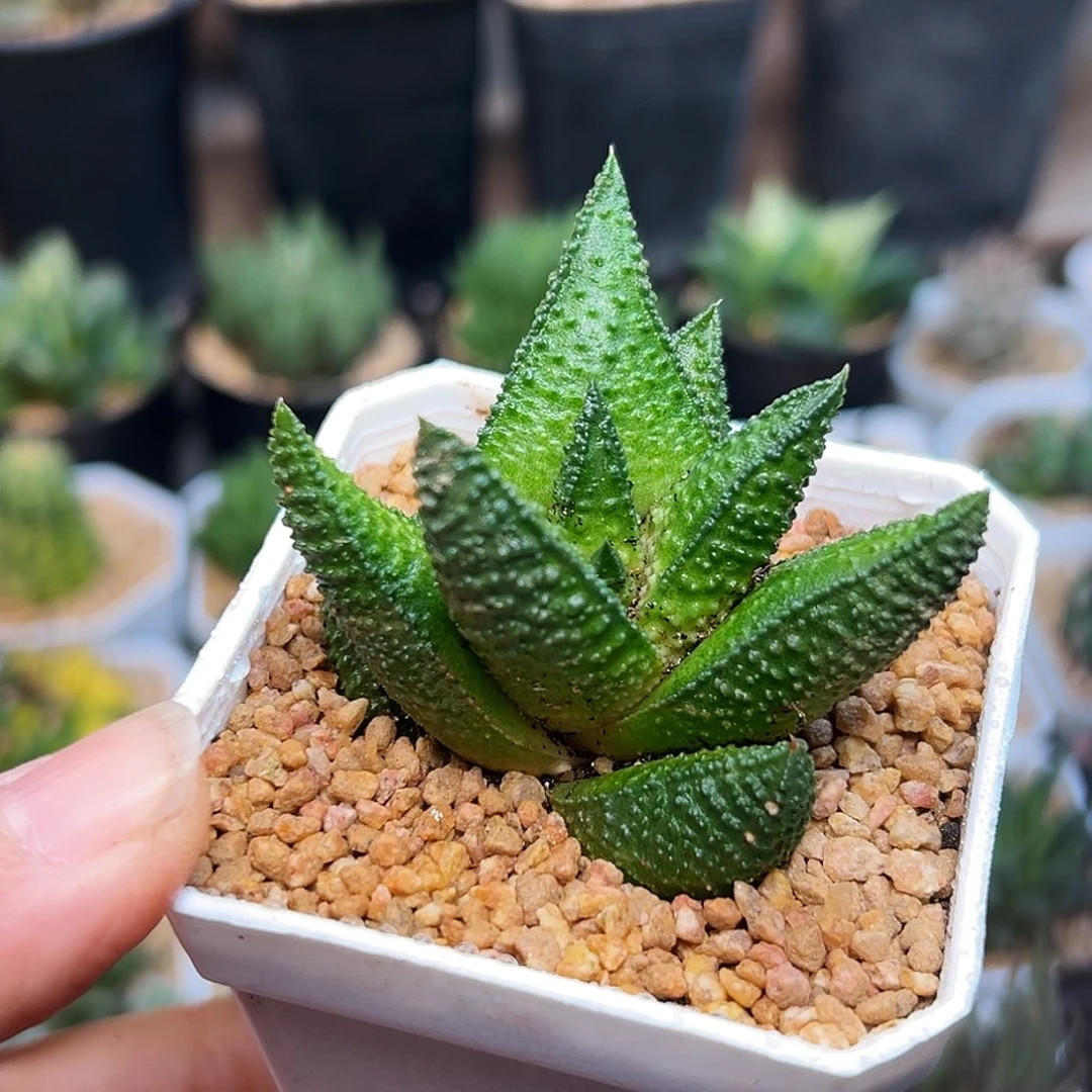 短叶风车×尼古拉