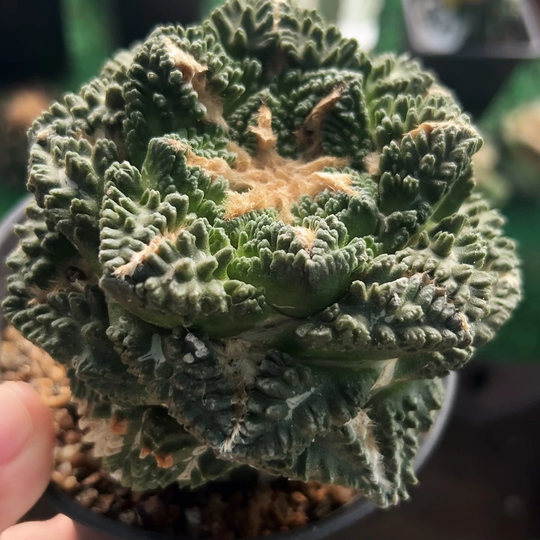 无花朵福利龟甲牡丹998