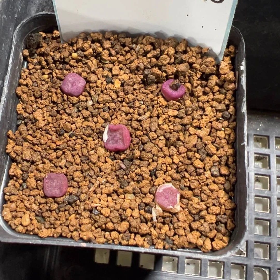 28-18量拍园艺紫方碗5颗