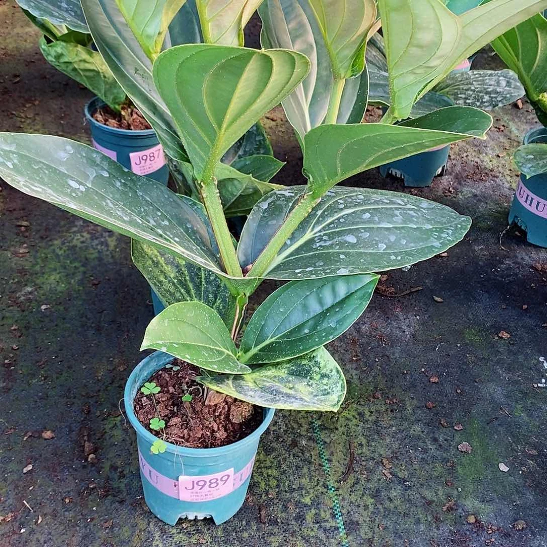 无花朵小*木本花卉989叶损