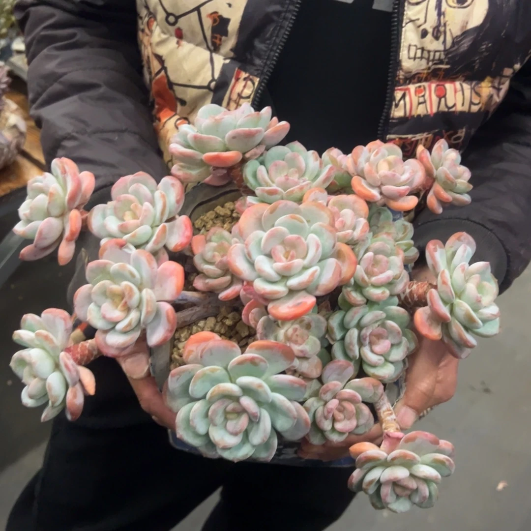 凡***心香橙，脱土发货。25cm