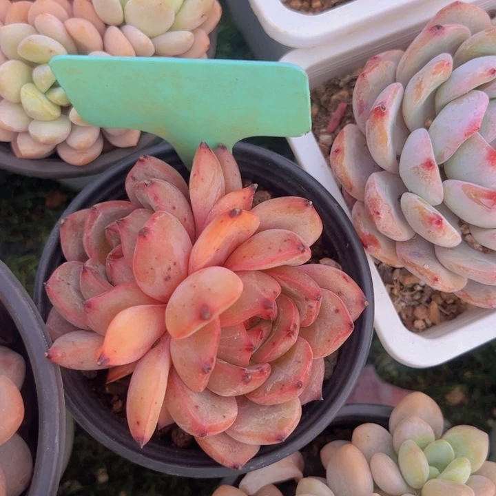 健健康康平平安安