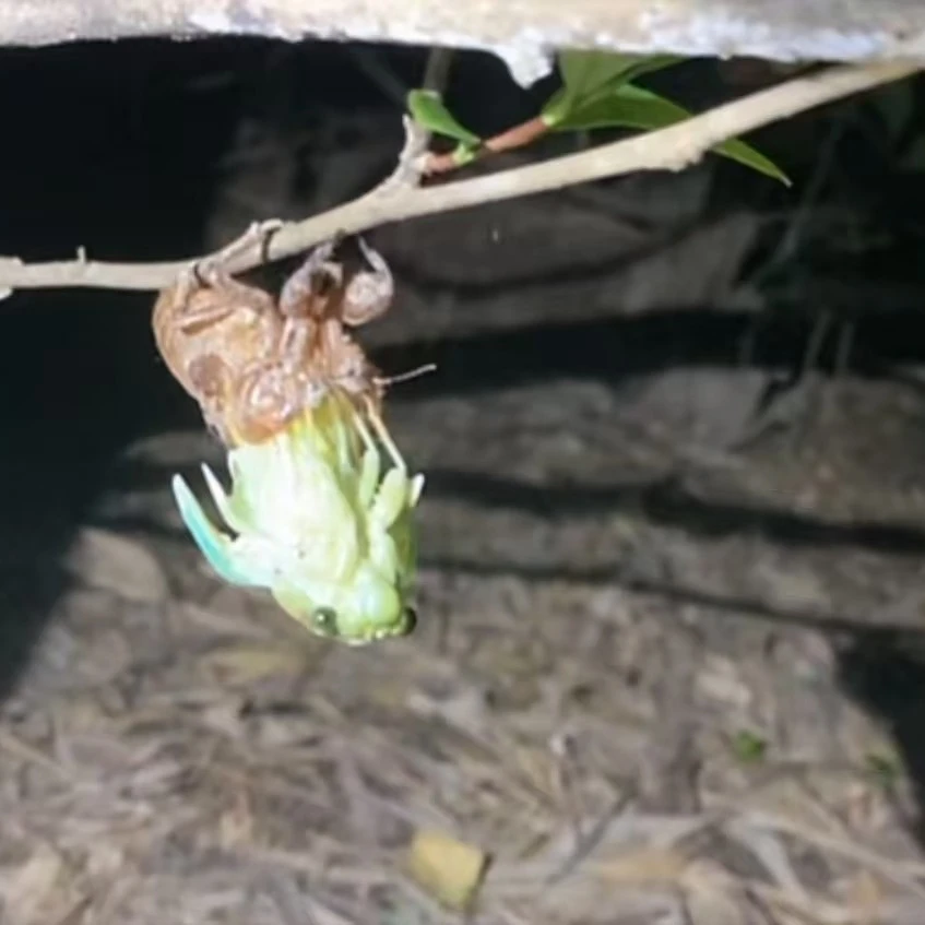 新鲜竹蝉金蝉白蝉知了猴冷冻发货顺丰包邮营养美味高蛋白