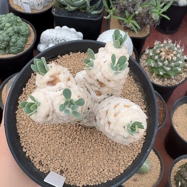 *****018号刨花厚墩菊12