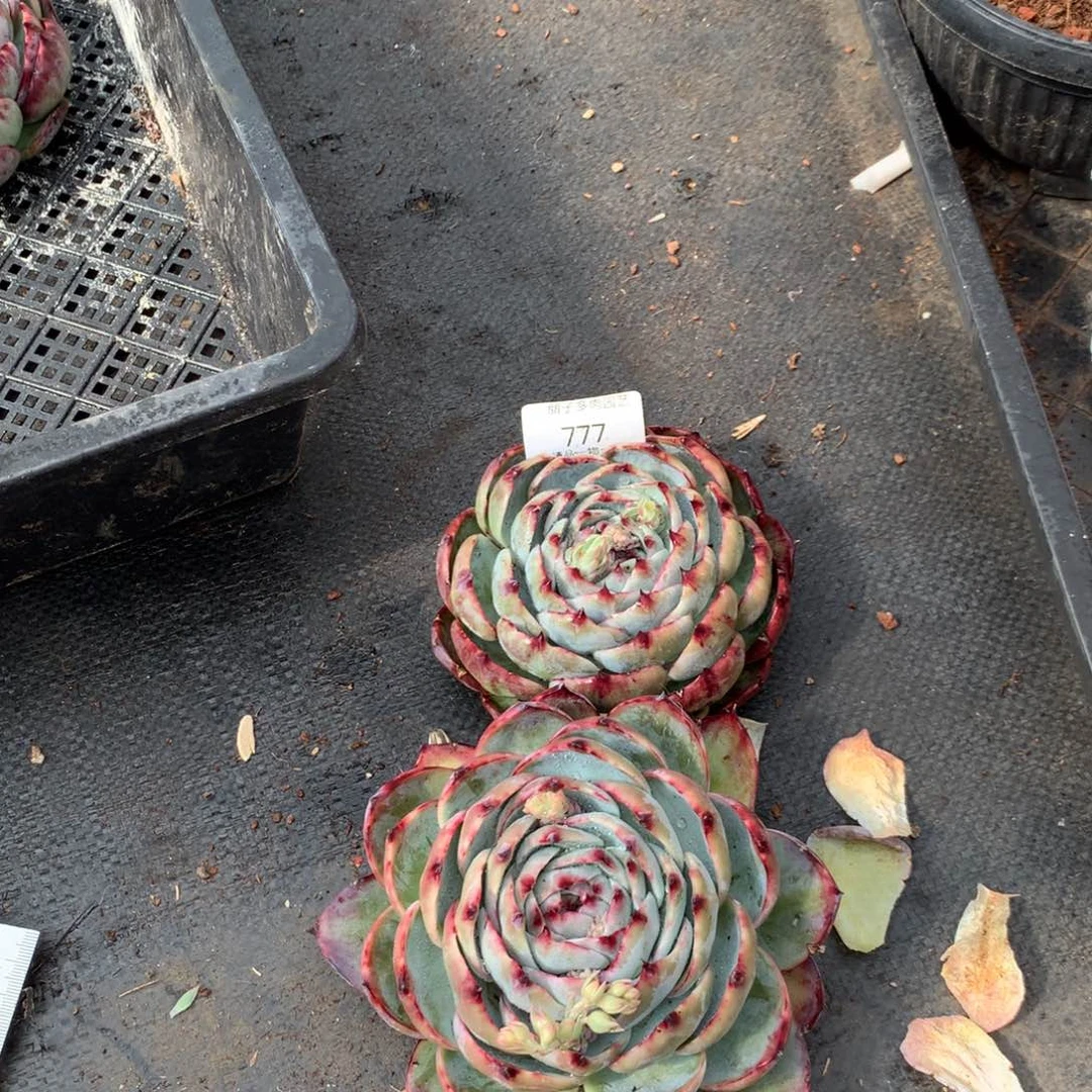 老*777号多肉植物惊鸿11.5，14