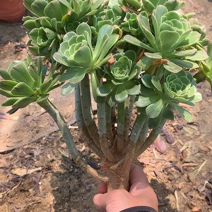 210绿法师多肉植物