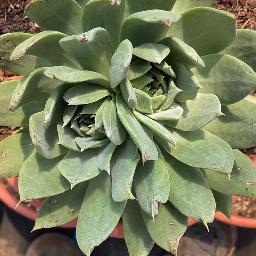 【闪购商品】小**儿绿帕老庄