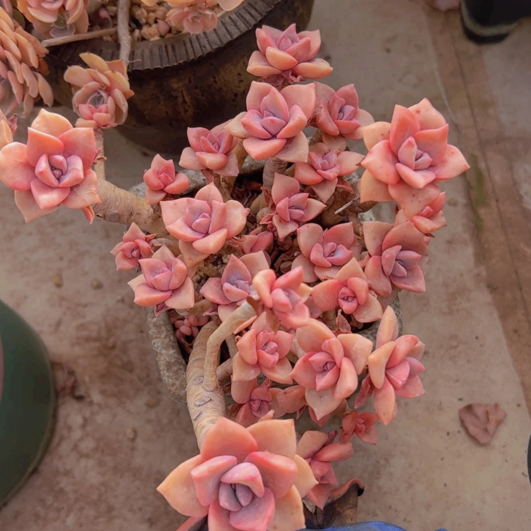 嘴***?多肉植物保护研究所