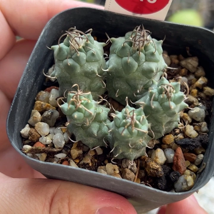 实生碳刺升云龙娇丽群一棵仙人球
