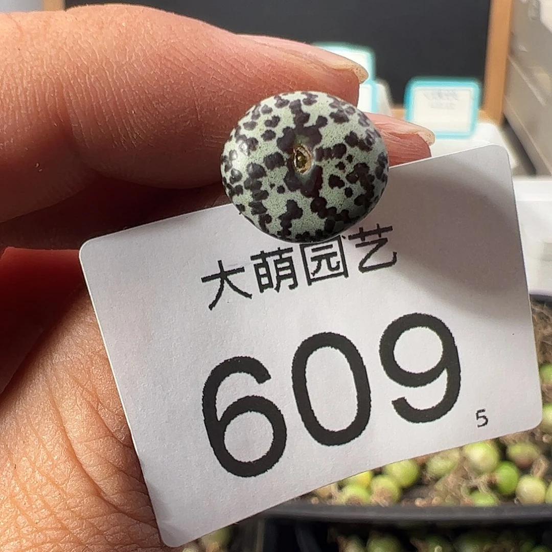 0000609 一物一拍优选泡泡安贞