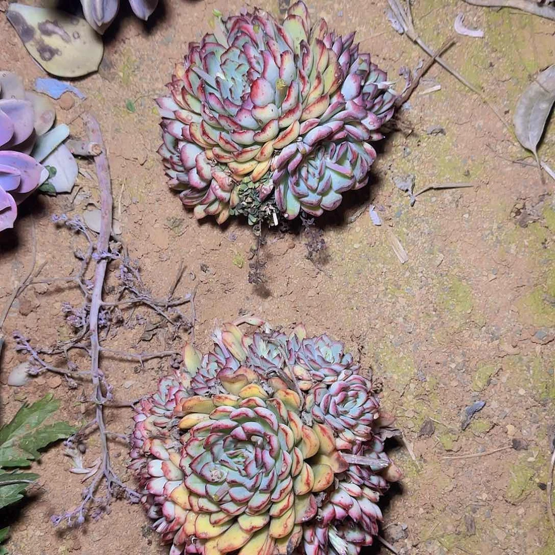 地栽荷花多肉1颗