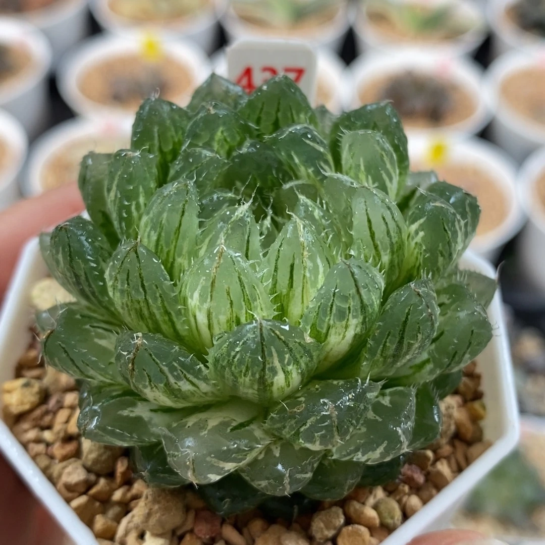 437翠云玉露锦一物一图