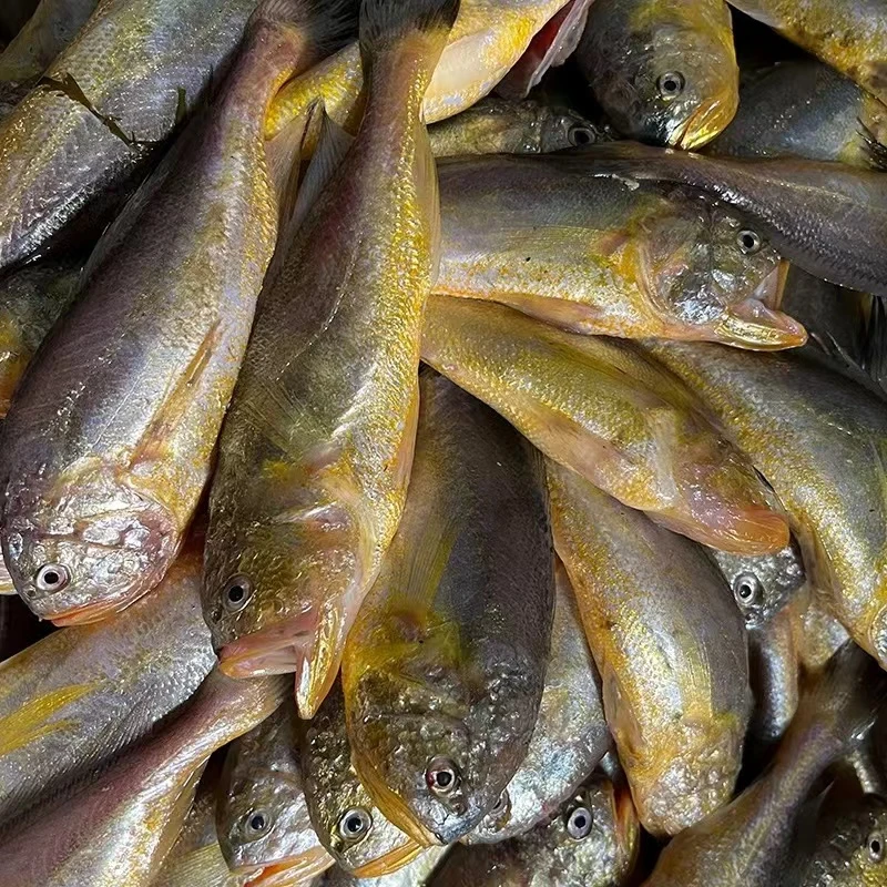 大连野生大头宝鱼梅童鱼4斤装 清蒸油炸 冷冻发货 顺丰包邮