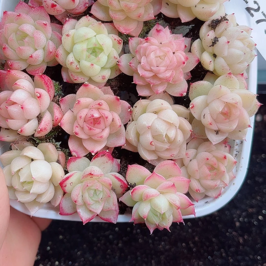 1-273 新疆西藏内蒙不发 12.8包邮2-3公分多肉