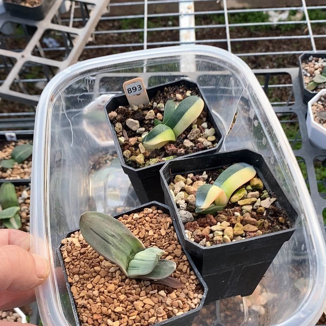 893号卧牛锦一物一拍