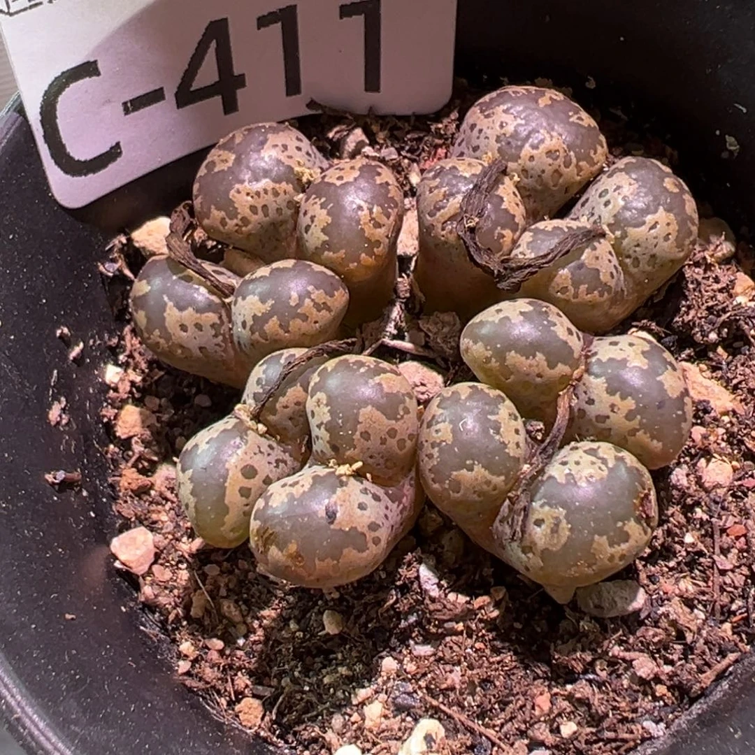 多肉植物11111111111111