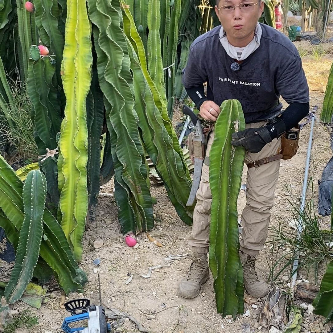 龘***龘2号现砍苹果有瑕3333