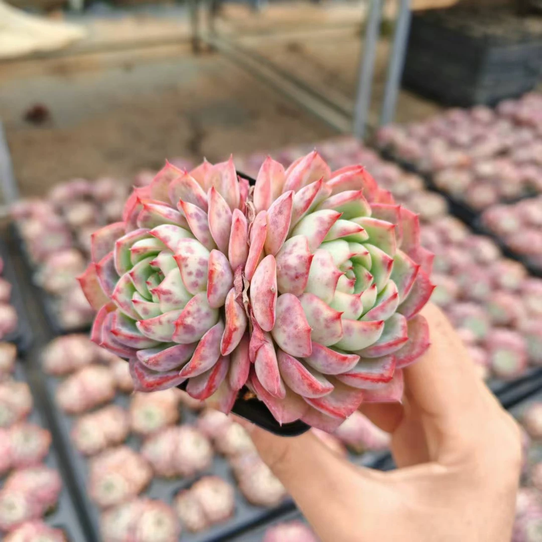 7#冰月双头多肉植物 前男友精品多肉 SM466