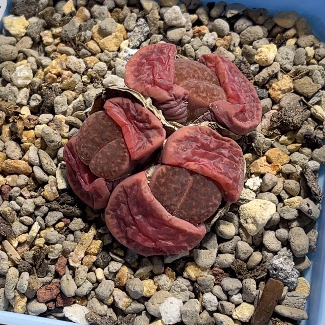 7752紫柘榴玉3头群生