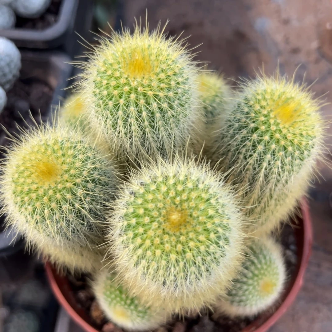 青***儿零零落落 零零落落