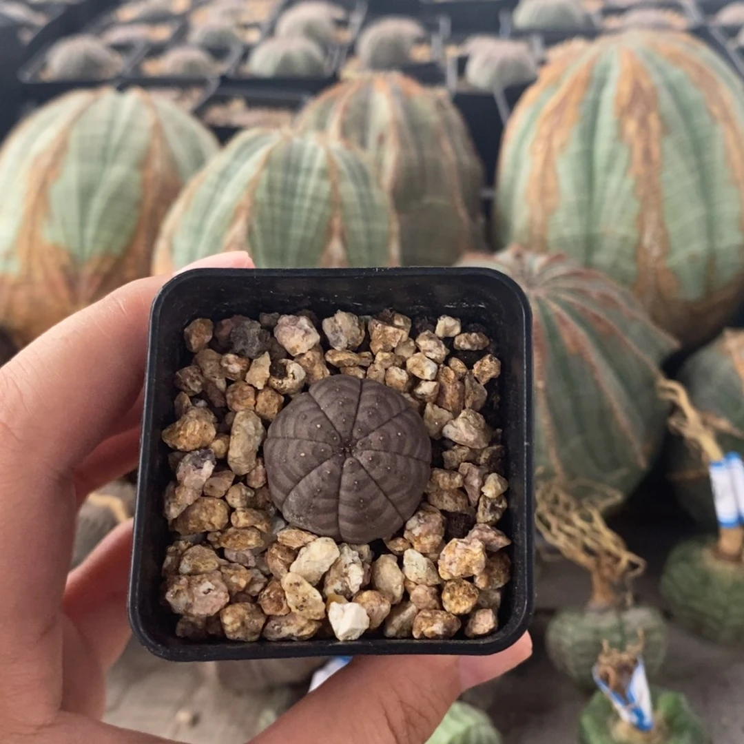 欧系实生布纹球。一物一拍