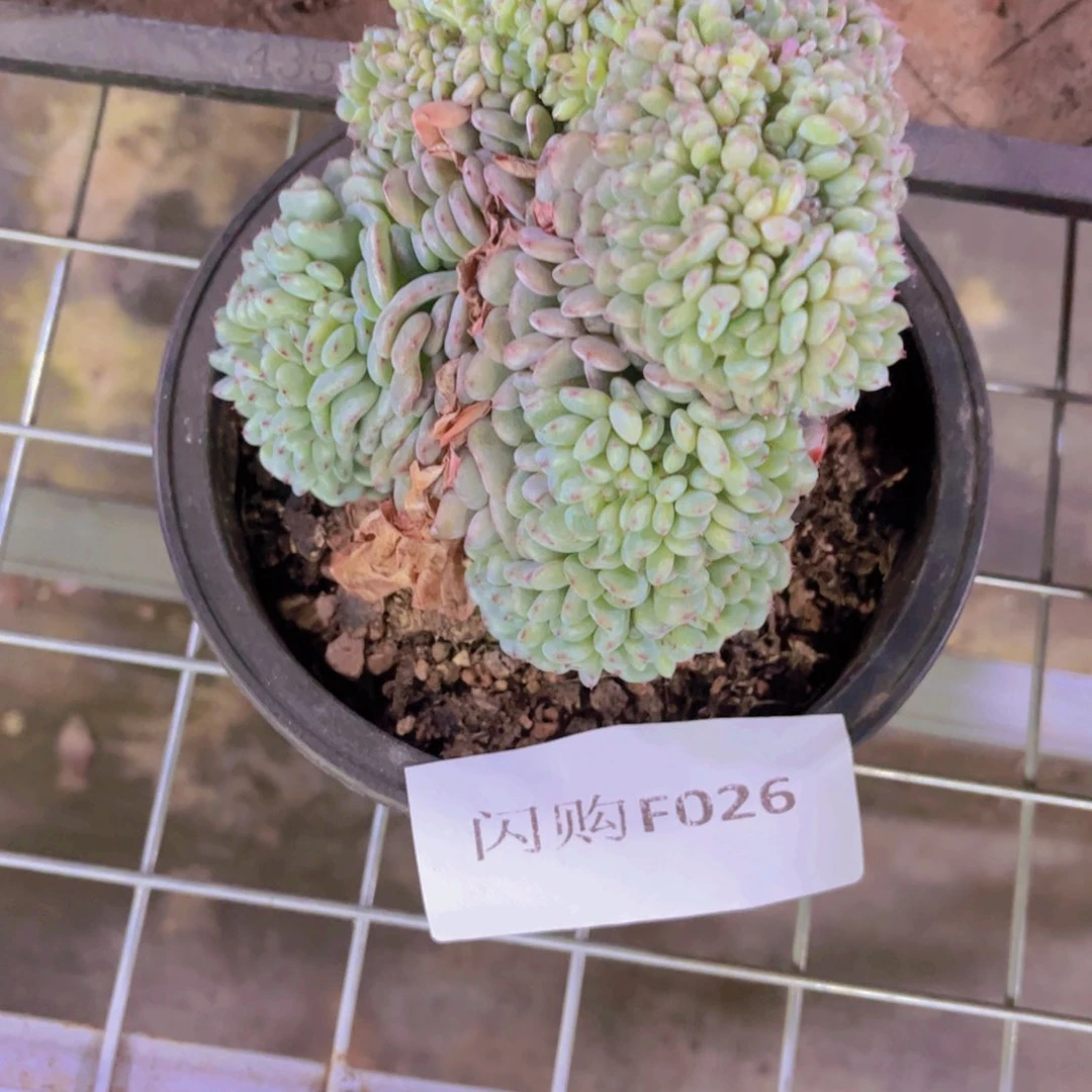 百***?白胖子Ｆ０２６一颗带盆