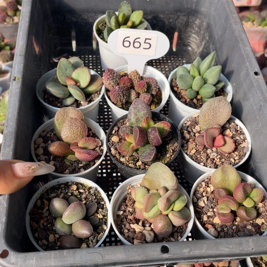 朝**记   665套餐。