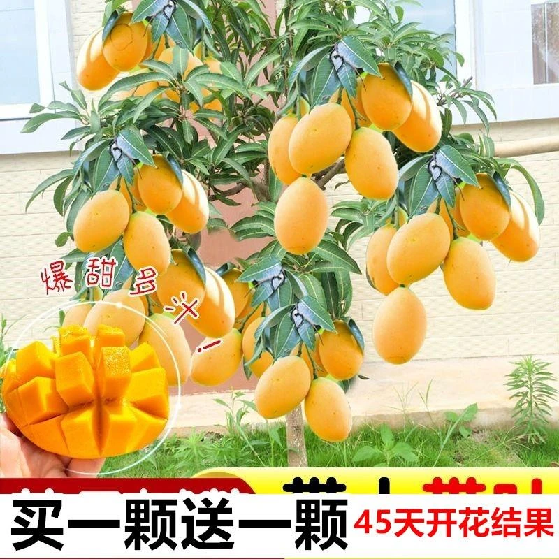 芒果苗树嫁接金煌芒四季芒果树苖红贵妃当年结果庭院阳台盆栽好养