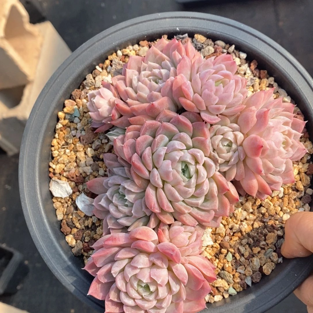 精品多肉一物一拍不包整239