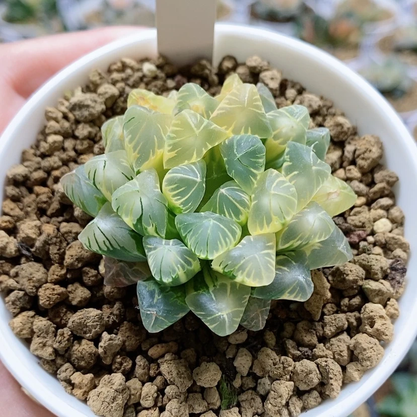 【闪购商品】88老川玉露锦