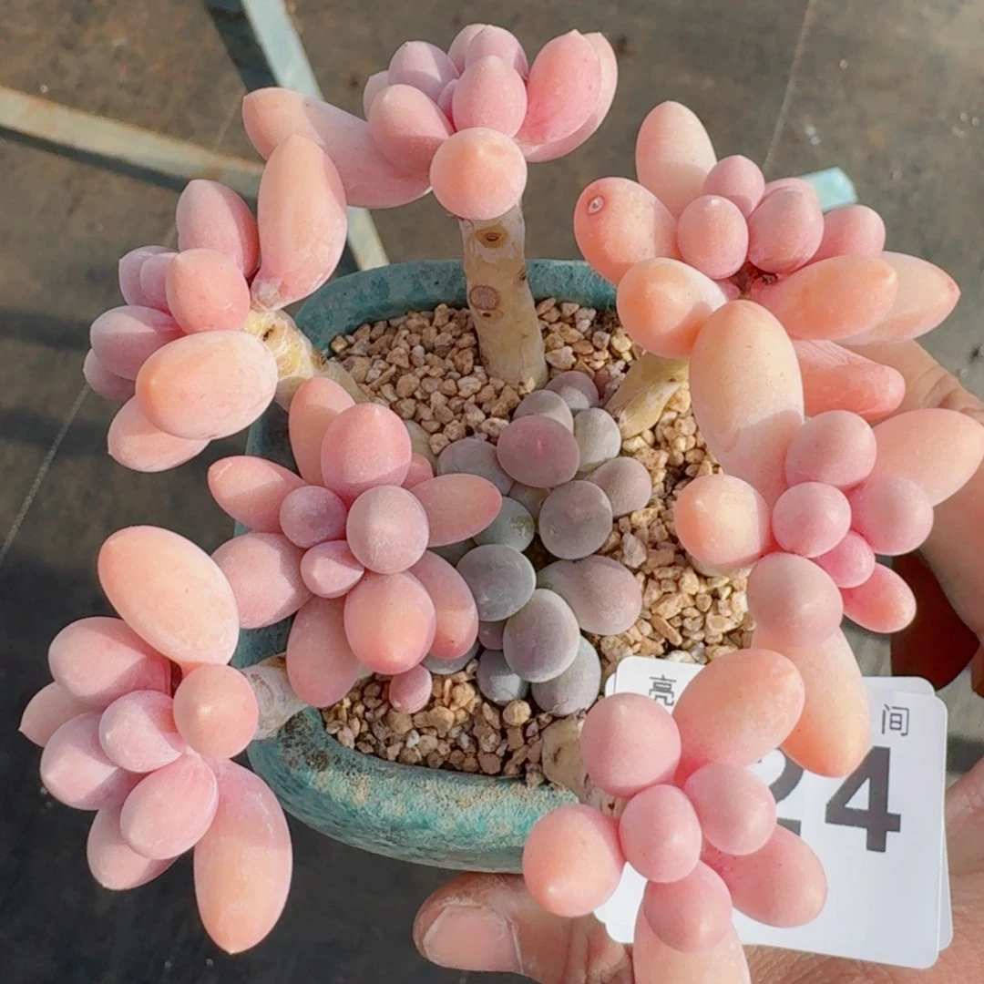 汤圆群生整装无砍