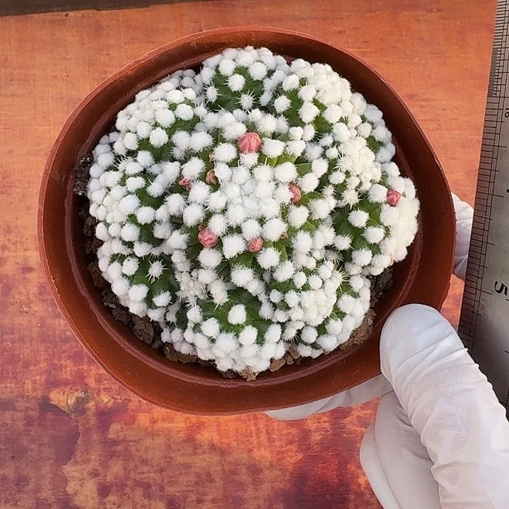 寒*雪明日香姬仙人球1234